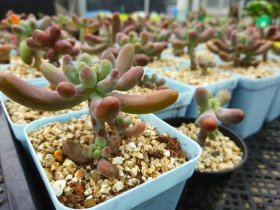 室内存放橡胶制品,怎样祛除或减轻胶皮味